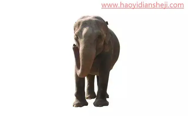 创意合成，合成漂亮的动物海报_www.haoyidiansheji.com