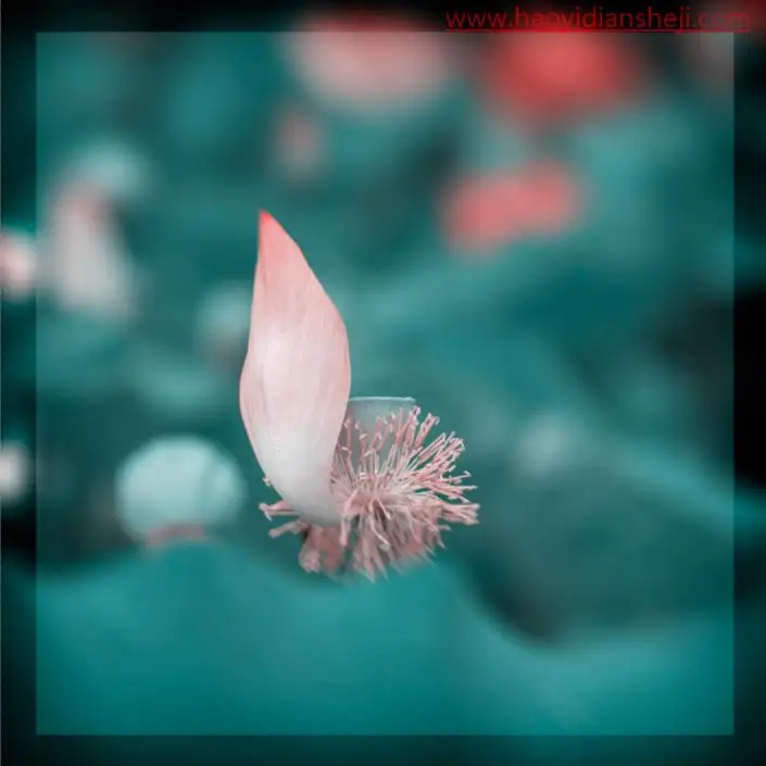 线条边框，给植物制作透明边框_www.haoyidiansheji.com