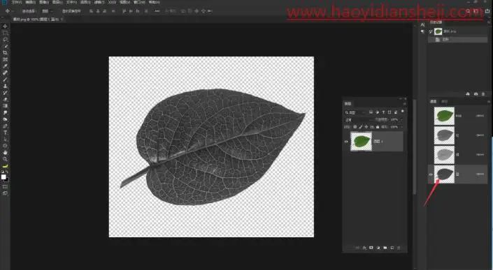 树叶剪影，通过PS提取树叶的脉络_www.haoyidiansheji.com