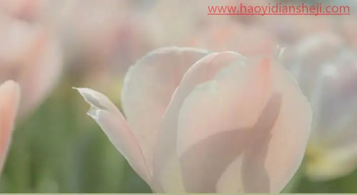 后期调色，通过PS打造莫奈温柔系色调的照片_www.haoyidiansheji.com