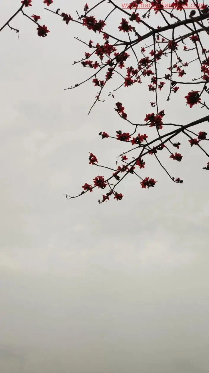 通道抠图，用通道抠出细小的花朵_www.haoyidiansheji.com
