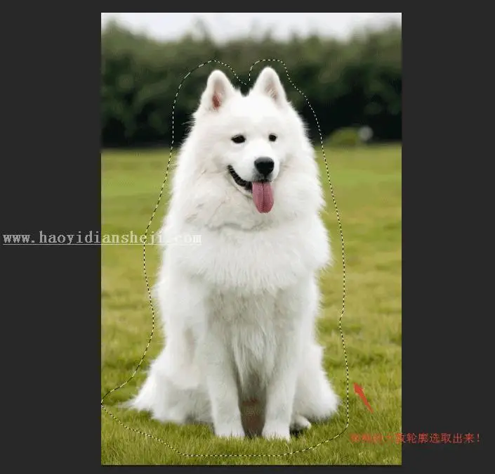 换背景，通过PS给狗狗换背景_www.haoyidiansheji.com