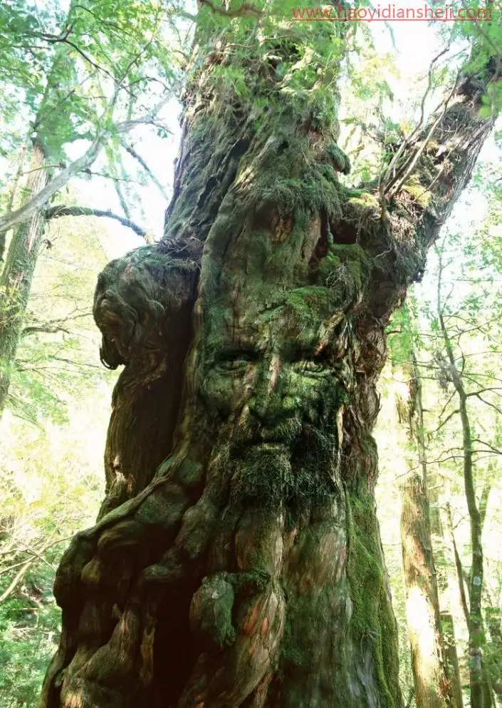 创意合成，合成一张老人与树在一起的奇幻场景_www.haoyidiansheji.com