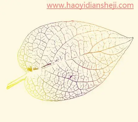 树叶剪影，通过PS提取树叶的脉络_www.haoyidiansheji.com