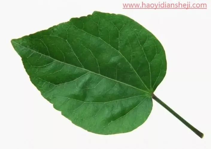 绘制水珠，在PS中绘制逼真的树叶水珠_www.haoyidiansheji.com