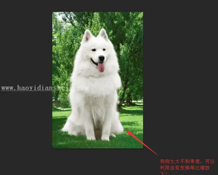 换背景，通过PS给狗狗换背景_www.haoyidiansheji.com