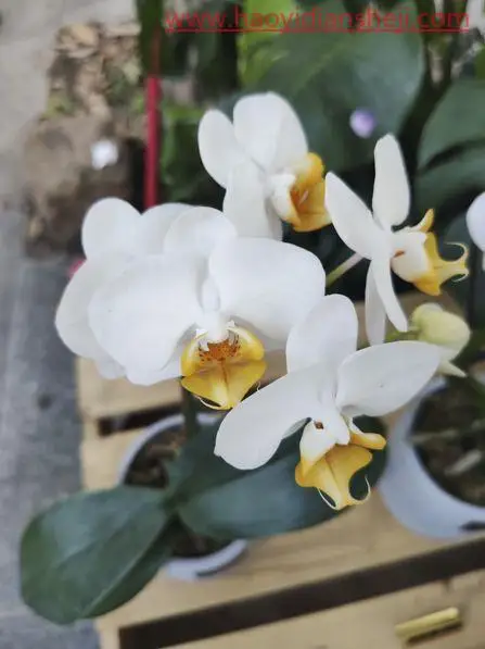 花朵颜色，快速更换花朵颜色_www.haoyidiansheji.com
