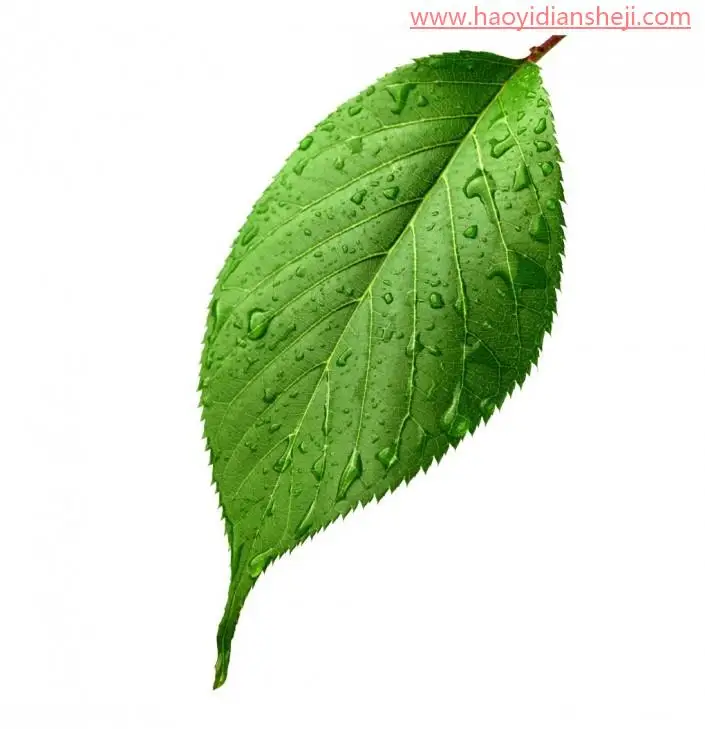 树叶剪影，通过PS制作一款创意的树叶剪影_www.haoyidiansheji.com