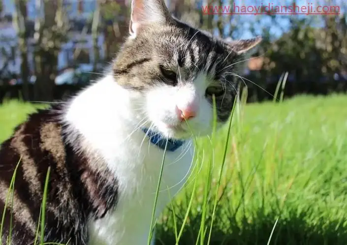 创意合成，合成草地里的猫咪边框趣味照片_www.haoyidiansheji.com