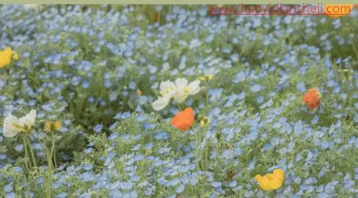 后期调色，通过PS打造莫奈温柔系色调的照片_www.haoyidiansheji.com