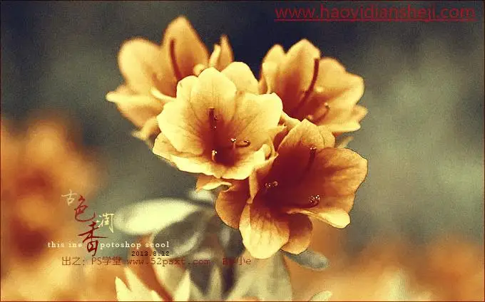 复古色，通过PS给花朵营造金色古韵色彩的效果_www.haoyidiansheji.com