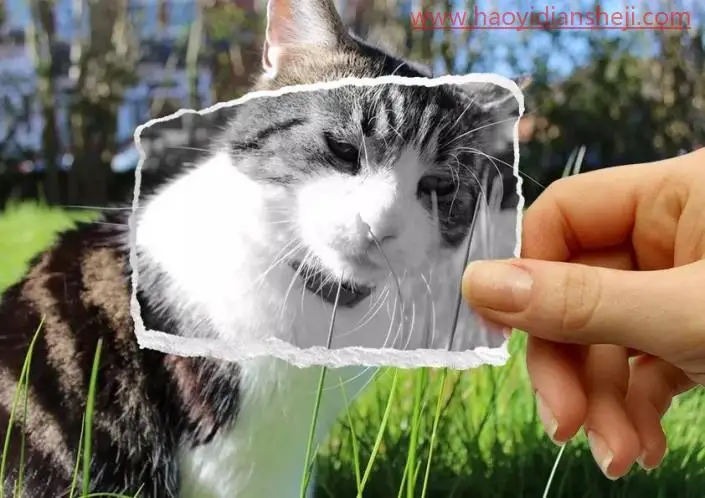 创意合成，合成草地里的猫咪边框趣味照片_www.haoyidiansheji.com