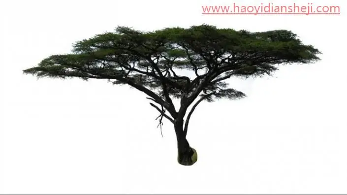 抠大树，用色彩范围抠出背景复杂的树_www.haoyidiansheji.com
