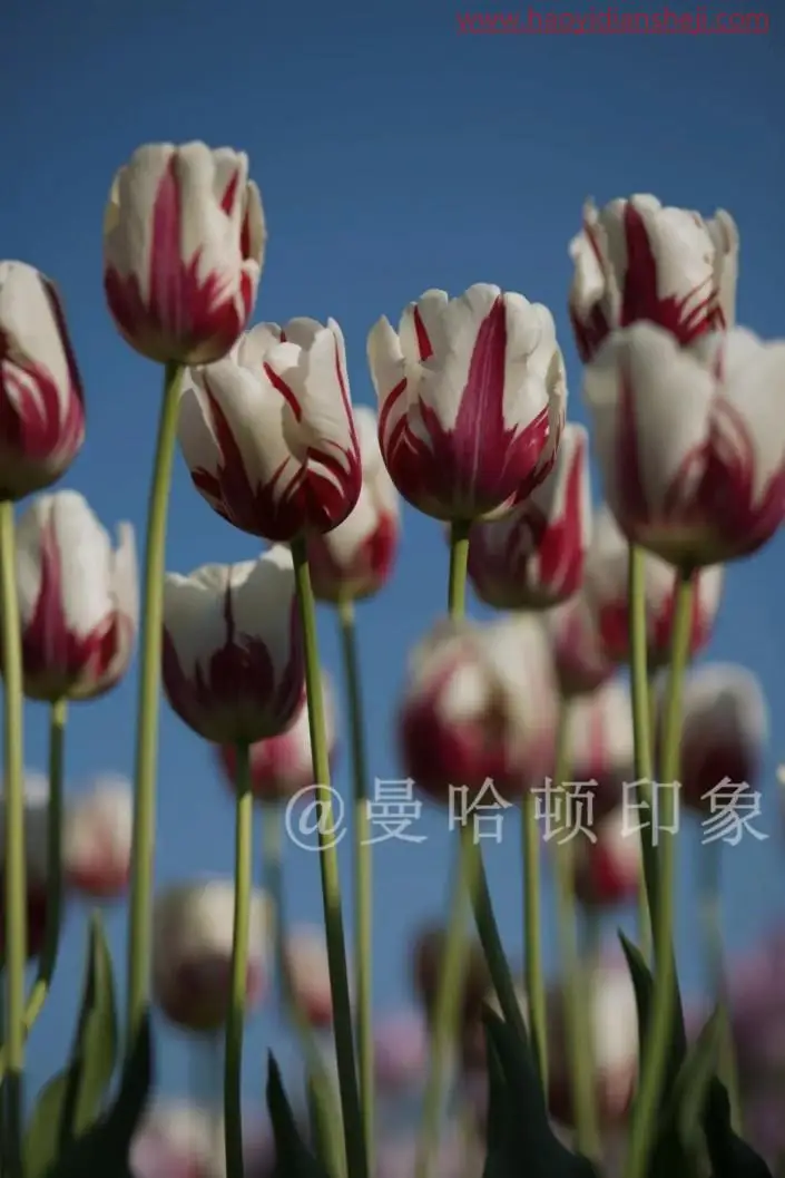植物调色，调出温柔唯美的郁金香照片_www.haoyidiansheji.com