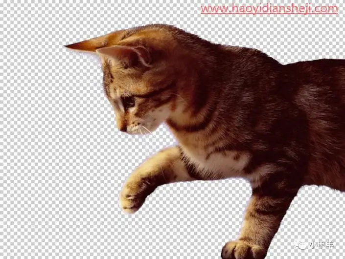 抠动物，在PS中抠出玩耍鼠标小猫咪的绒毛_www.haoyidiansheji.com