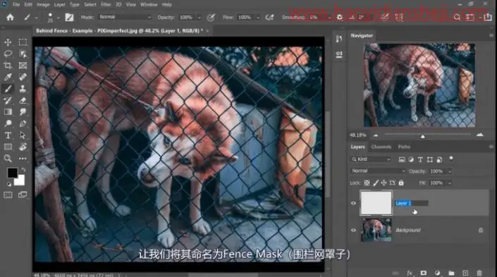 去网纹，快速高效的去除图中挡住动物的铁丝网_www.haoyidiansheji.com