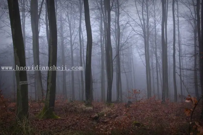 场景合成，合成巨型老虎魔幻场景_www.haoyidiansheji.com