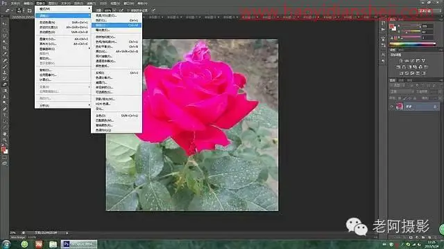 工具运用，用PS给颜色溢出严重的红色月季花校正颜色_www.haoyidiansheji.com