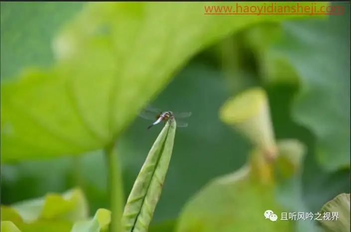 风景后期，调出清新优雅的莲蓬照片_www.haoyidiansheji.com