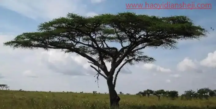 抠大树，用色彩范围抠出背景复杂的树_www.haoyidiansheji.com