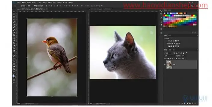 创意合成，在PS中制作长有猫头的猫头鹰_www.haoyidiansheji.com