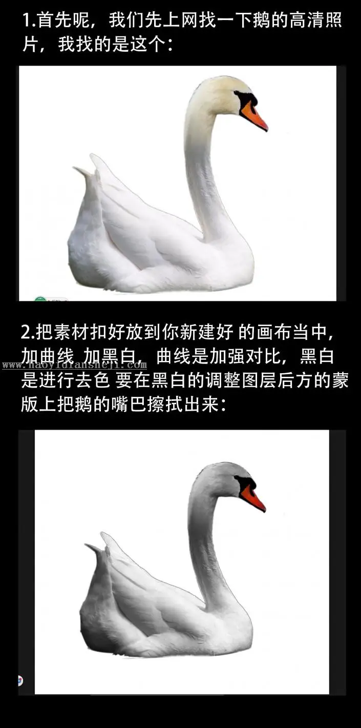动物海报，设计黑天鹅主题海报_www.haoyidiansheji.com