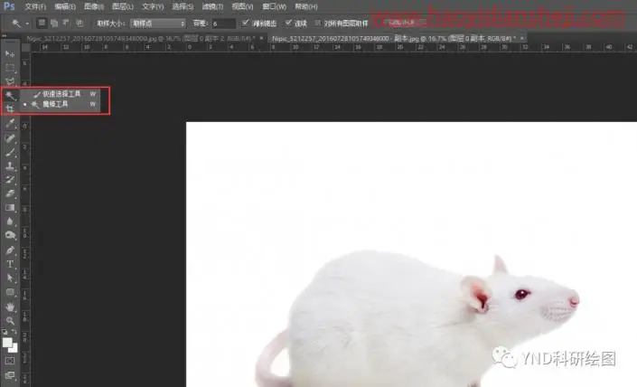 抠动物，快速抠出一只小白鼠_www.haoyidiansheji.com