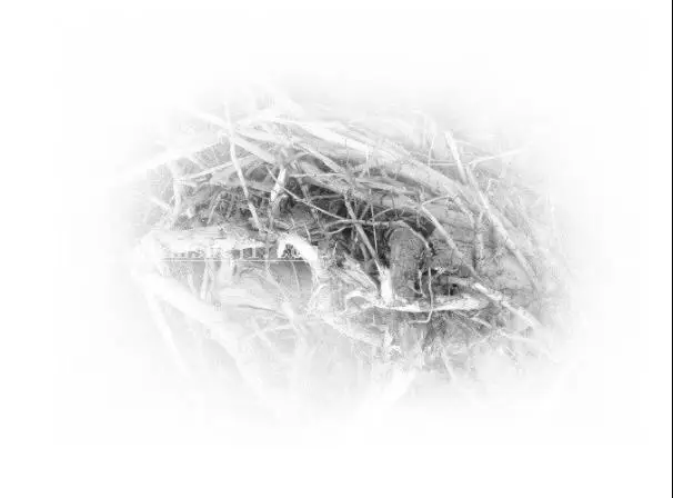 插画制作，在PS中建一个艺术马插画_www.haoyidiansheji.com