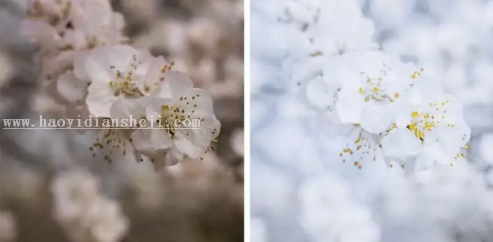 植物调色，铃兰花调色实例_www.haoyidiansheji.com