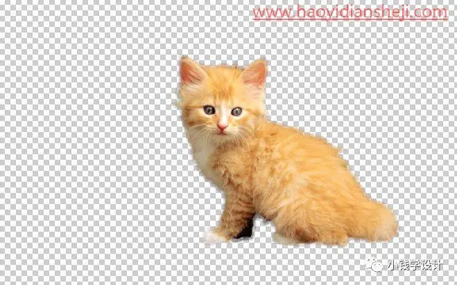 抠动物，快速抠取猫咪的毛发_www.haoyidiansheji.com