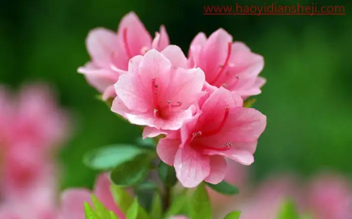 复古色，通过PS给花朵营造金色古韵色彩的效果_www.haoyidiansheji.com