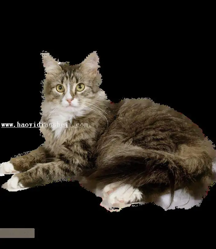场景合成，合成大猫小老虎奇幻场景_www.haoyidiansheji.com