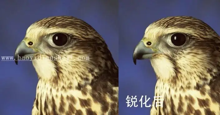 锐化教程，用实例讲解照片锐化的作用_www.haoyidiansheji.com