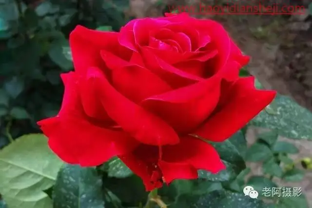 工具运用，用PS给颜色溢出严重的红色月季花校正颜色_www.haoyidiansheji.com