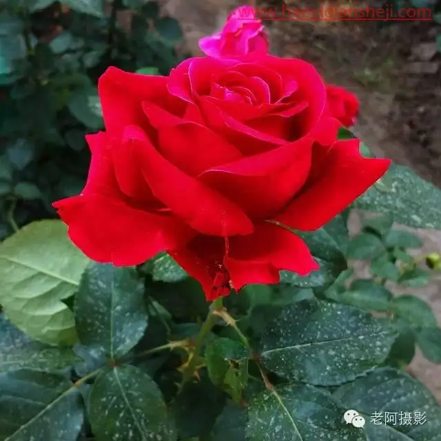 工具运用，用PS给颜色溢出严重的红色月季花校正颜色_www.haoyidiansheji.com
