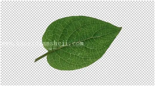 新手效果，利用树叶做出漂亮的装饰背景_www.haoyidiansheji.com
