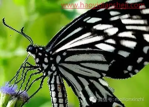 透明效果，制作透明和半透明的图片_www.haoyidiansheji.com