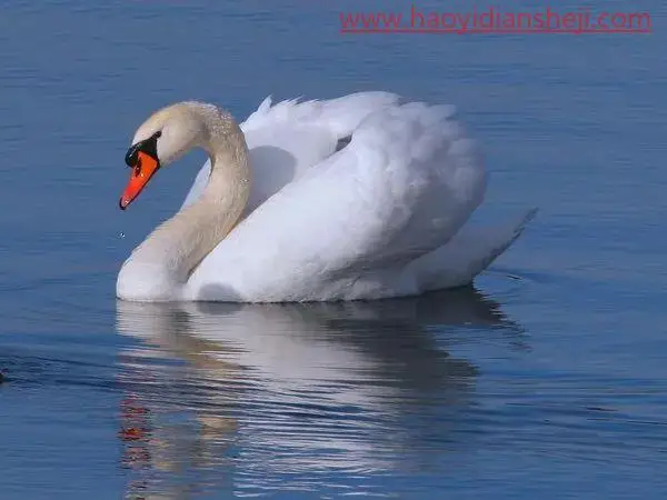 梦幻合成，在ps中合成水中的天鹅与美女的教程_www.haoyidiansheji.com