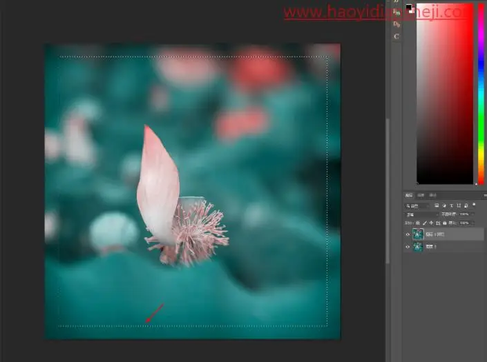 线条边框，给植物制作透明边框_www.haoyidiansheji.com