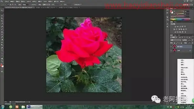 工具运用，用PS给颜色溢出严重的红色月季花校正颜色_www.haoyidiansheji.com