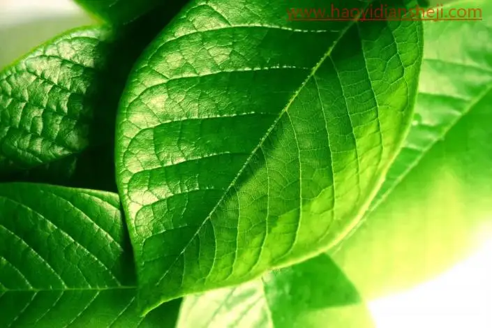 绘制水珠，制作树叶上的逼真水珠_www.haoyidiansheji.com