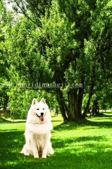 换背景，通过PS给狗狗换背景_www.haoyidiansheji.com