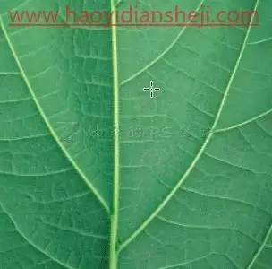 水滴效果，给树叶制作逼真的水滴效果_www.haoyidiansheji.com