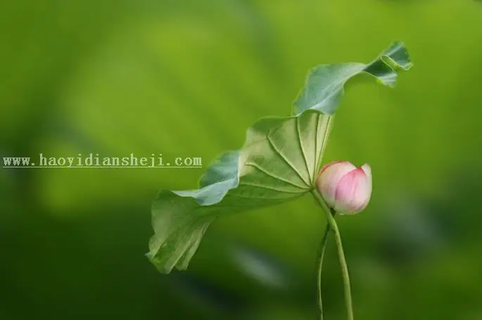 虚化背景，Photoshop做出大光圈虚化效果_www.haoyidiansheji.com