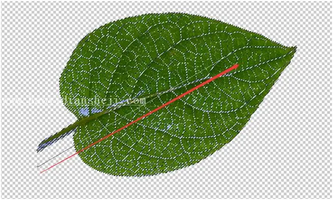 新手效果，利用树叶做出漂亮的装饰背景_www.haoyidiansheji.com